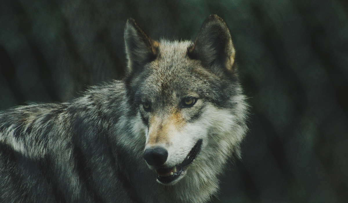 Lobo Atroz